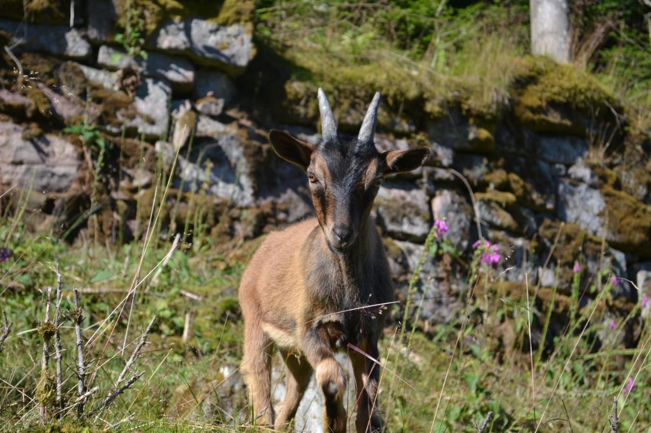 Müllerswald Schenkenzell